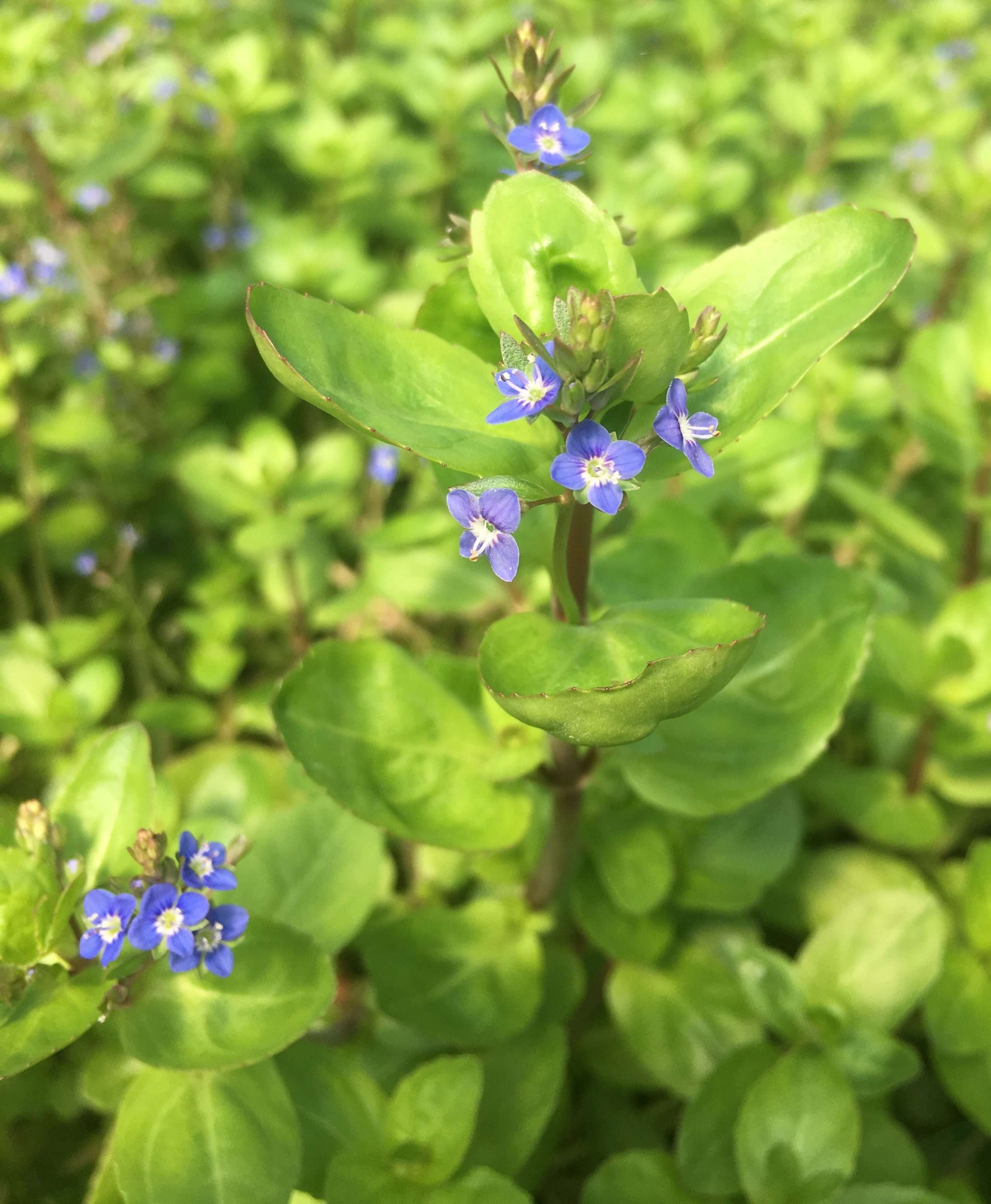 Veronica beccabunga