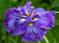 Iris ensata 'Electric Rays'