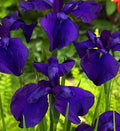 Iris ensata 'Loyalty'