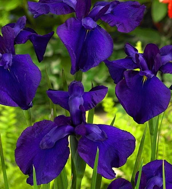 Iris ensata 'Loyalty'