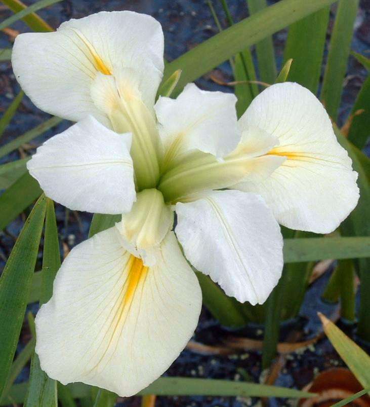 Iris louisiana 'Her Highness'