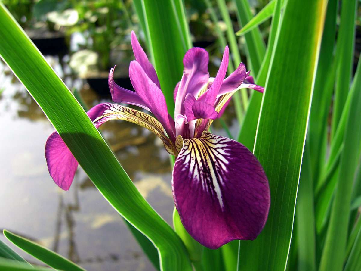 Iris versicolor 'Kermesina'