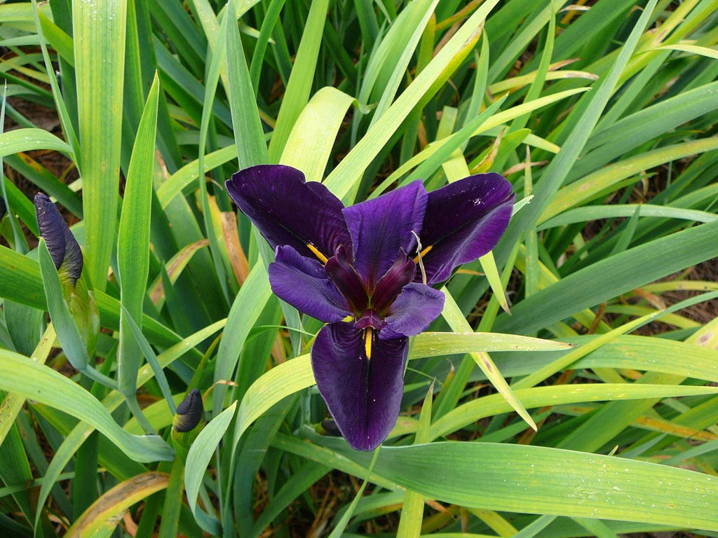 Iris louisiana 'Black Gamecock'