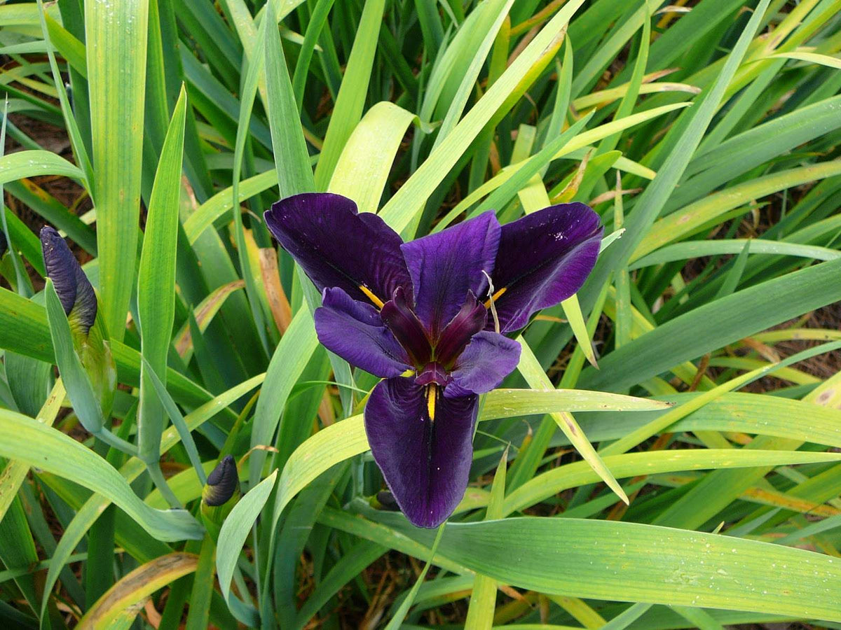Iris louisiana 'Black Gamecock'