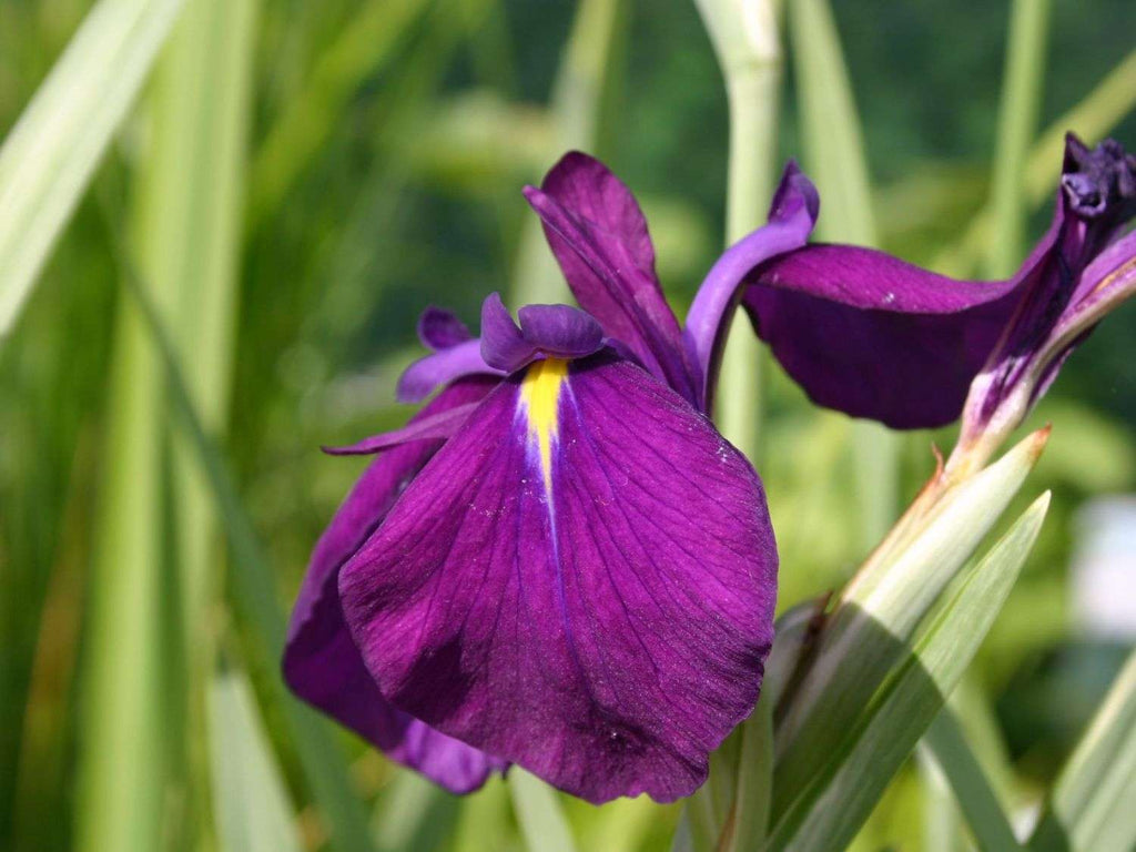 Iris ensata 'Variegata'