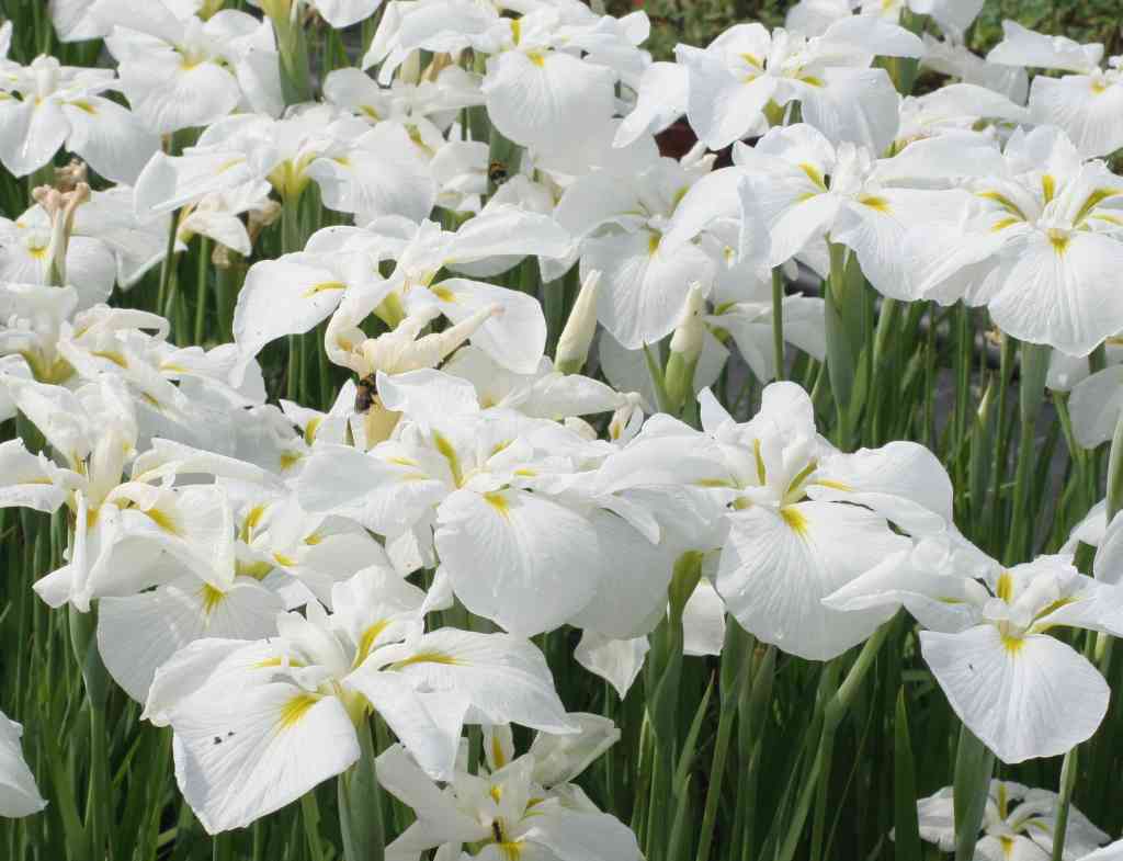 Iris kaempferi 'White Lady'