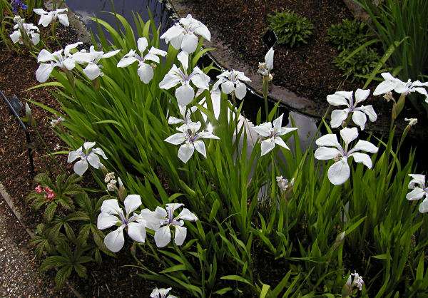 Iris laevigata 'white'  - Marginal Pond Plants  - Pond Plants - Water Plants