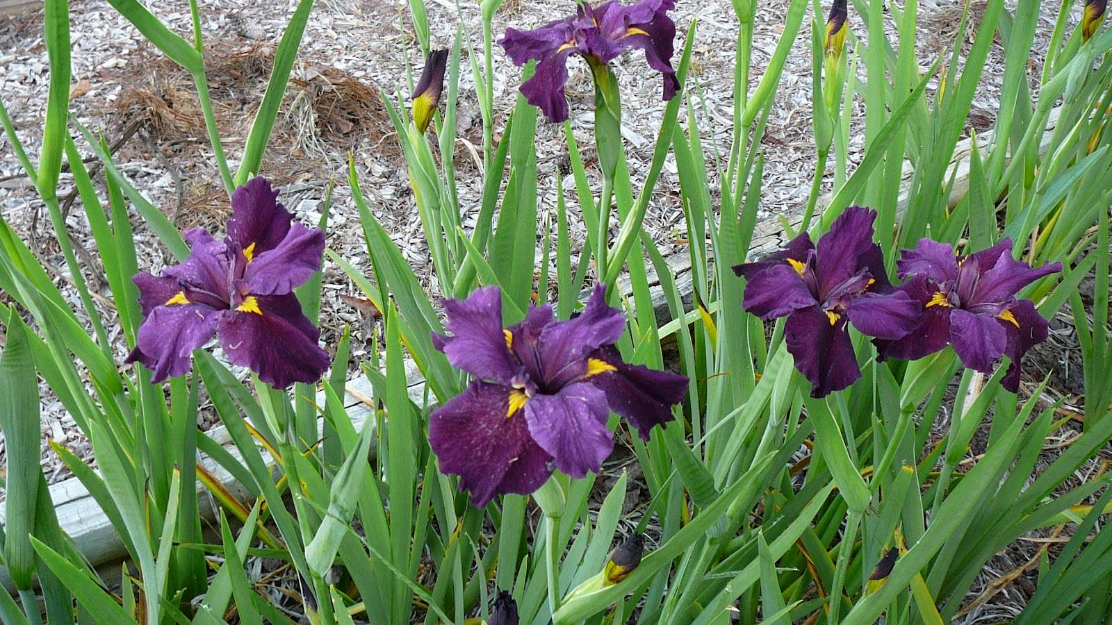 Iris louisiana 'Pegaletta'