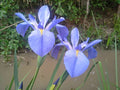 Iris louisiana 'Sea Wisp'