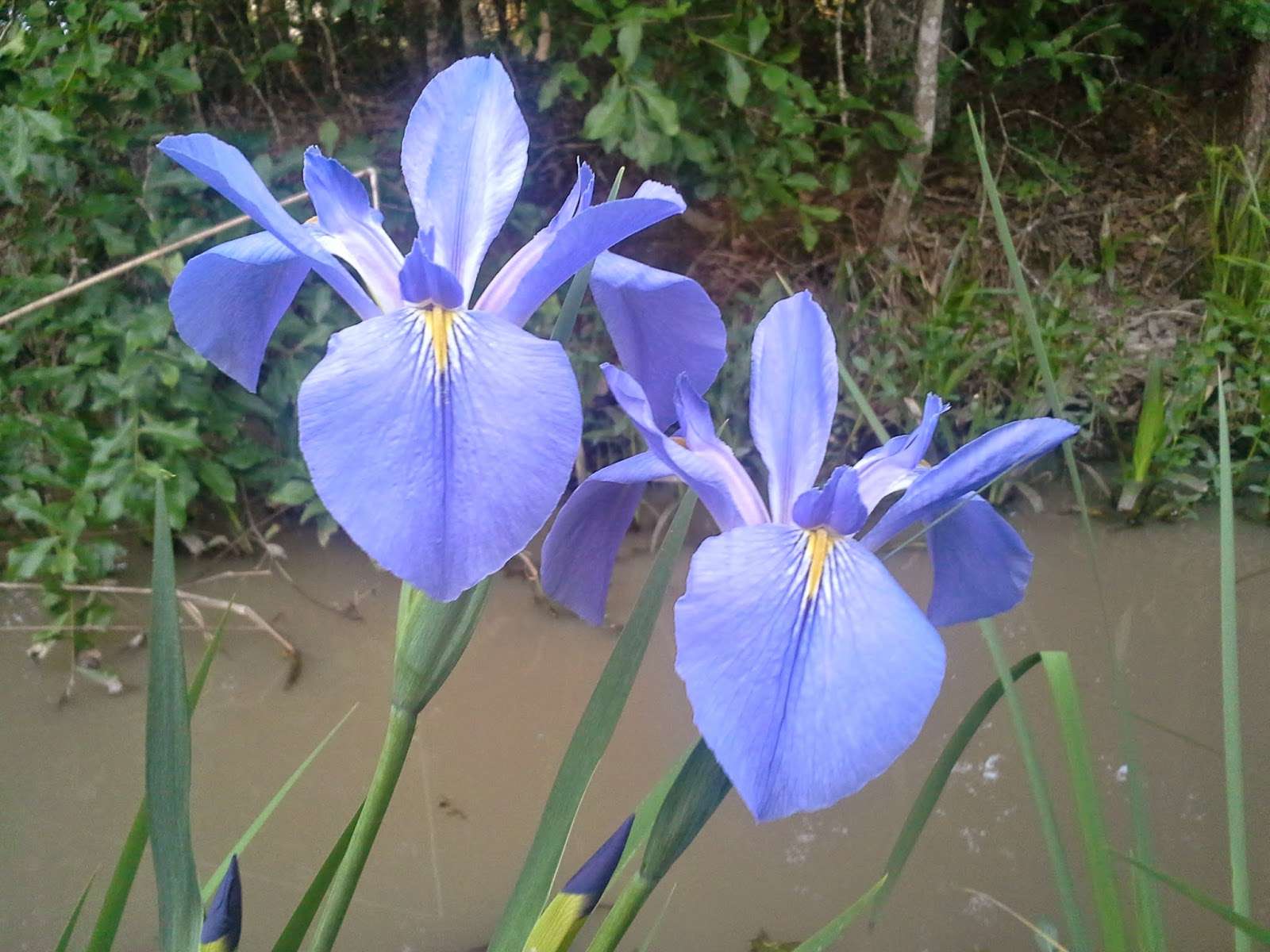 Iris louisiana 'Sea Wisp'