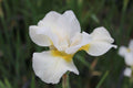 Iris ensata 'Snow Queen' - Marginal Pond Plants