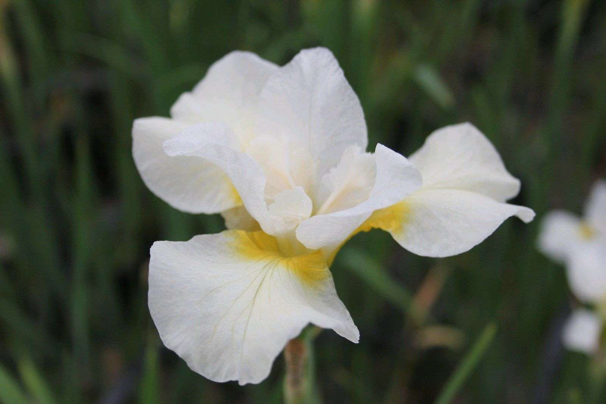Iris ensata 'Snow Queen' - Marginal Pond Plants