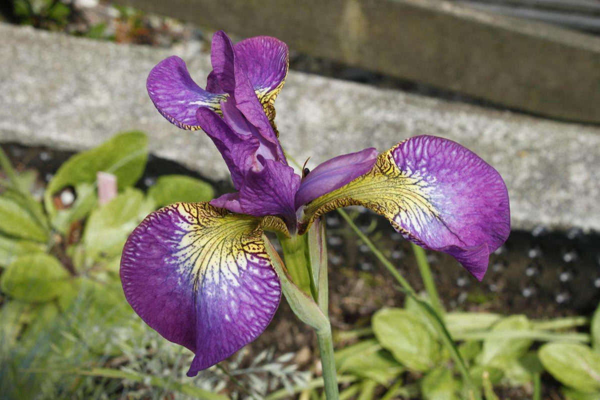 Iris sibirica 'Sparkling Rose'