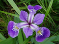 Iris versicolor (Blue flag or Poison flag)