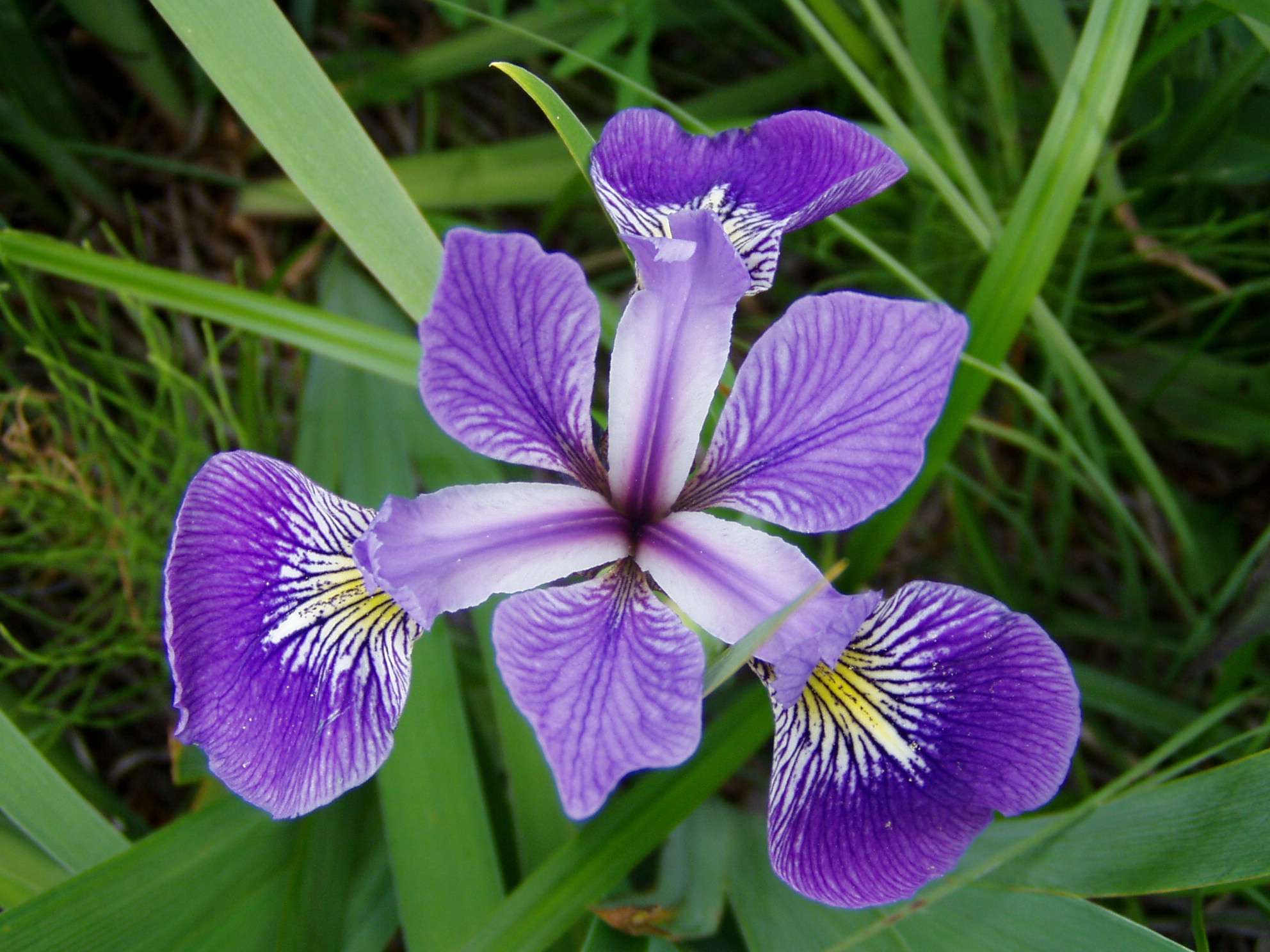 Iris versicolor (Blue flag or Poison flag)