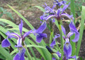 Iris versicolor 'Dark Aura'