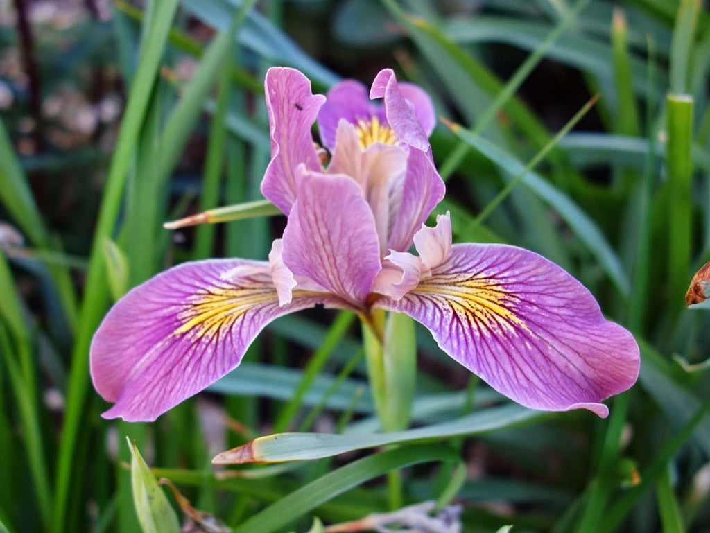 Iris versicolor 'Pacifica'