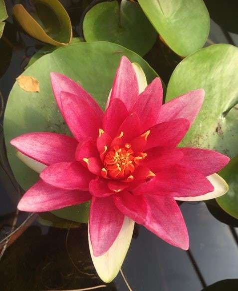Nymphaea 'James Brydon'