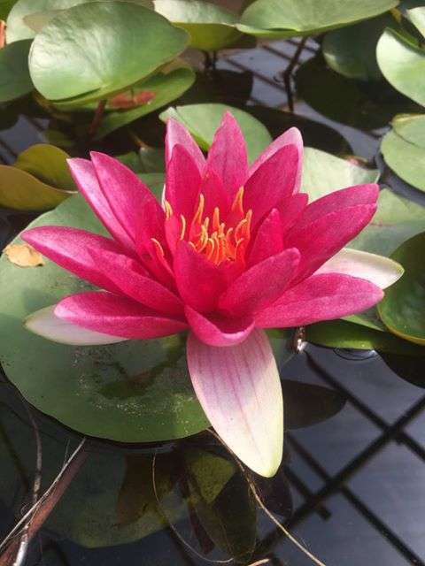 Nymphaea 'James Brydon'