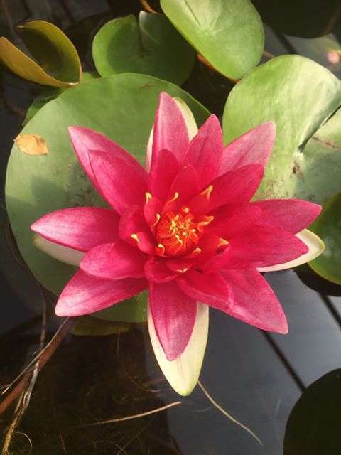 Nymphaea 'James Brydon'