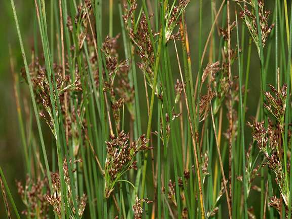 Juncus inflexus