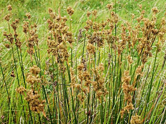 Juncus maritimus