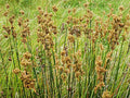 Juncus maritimus