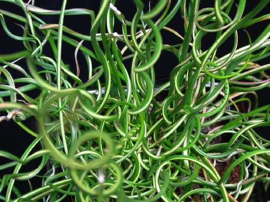 Juncus effusus var. spiralis
