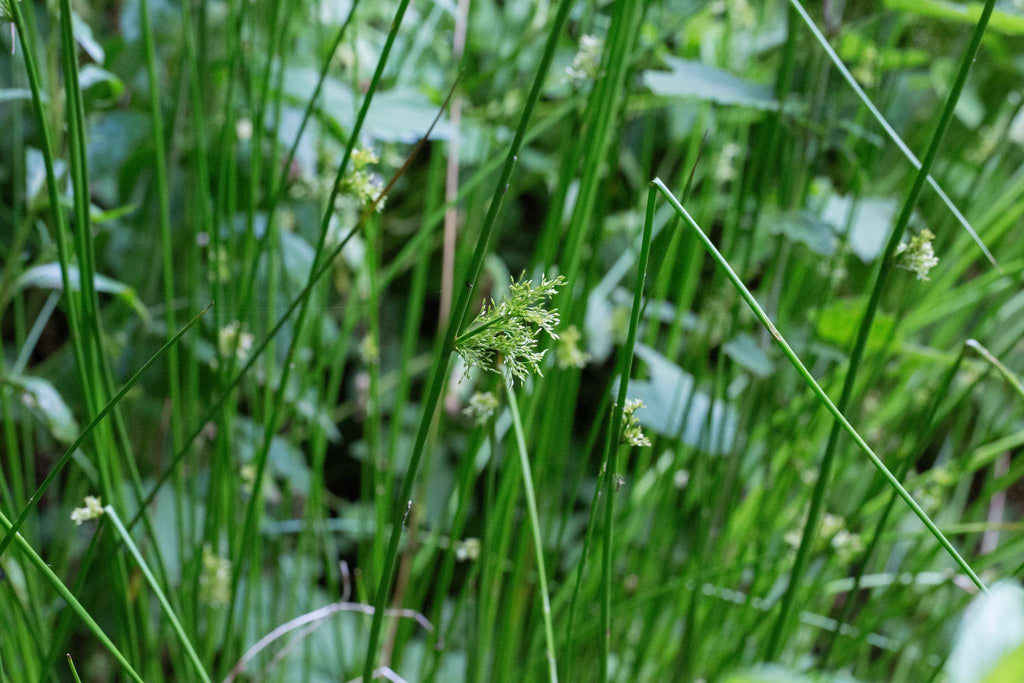 Juncus effusus