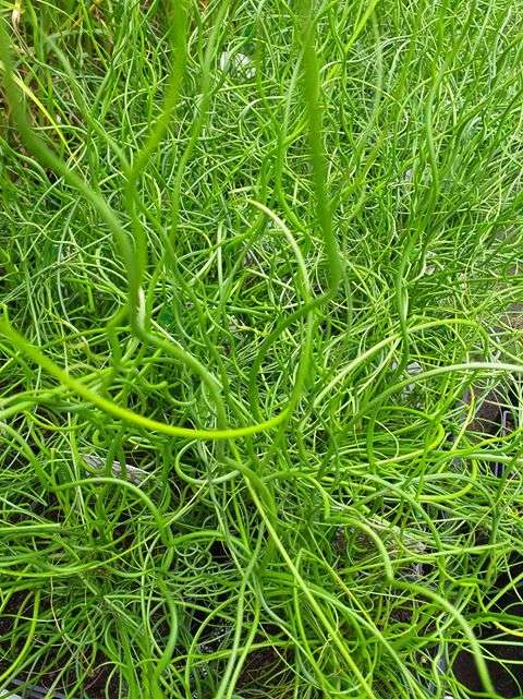 Juncus effusus var. spiralis