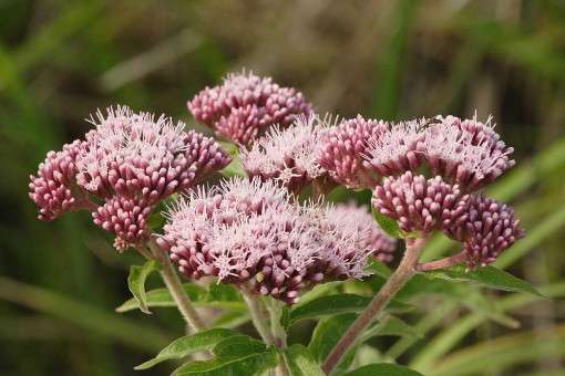Eupatorium cannabinum