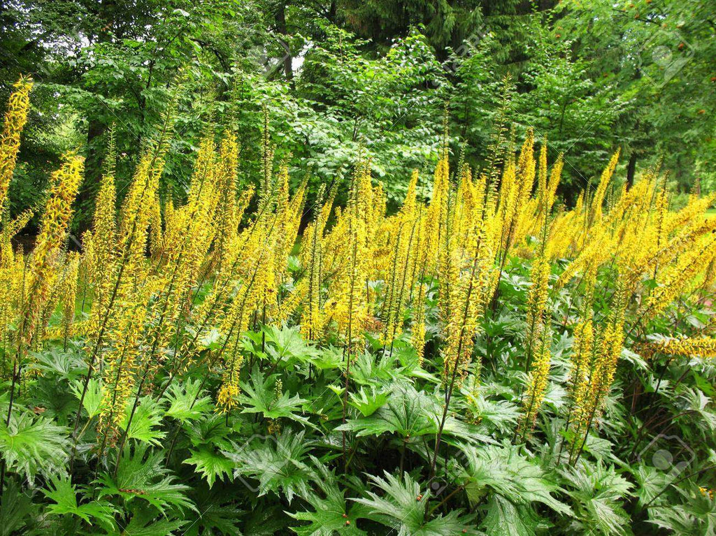 Ligularia przewalskii