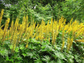 Ligularia przewalskii