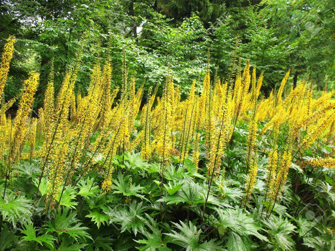 Ligularia przewalskii