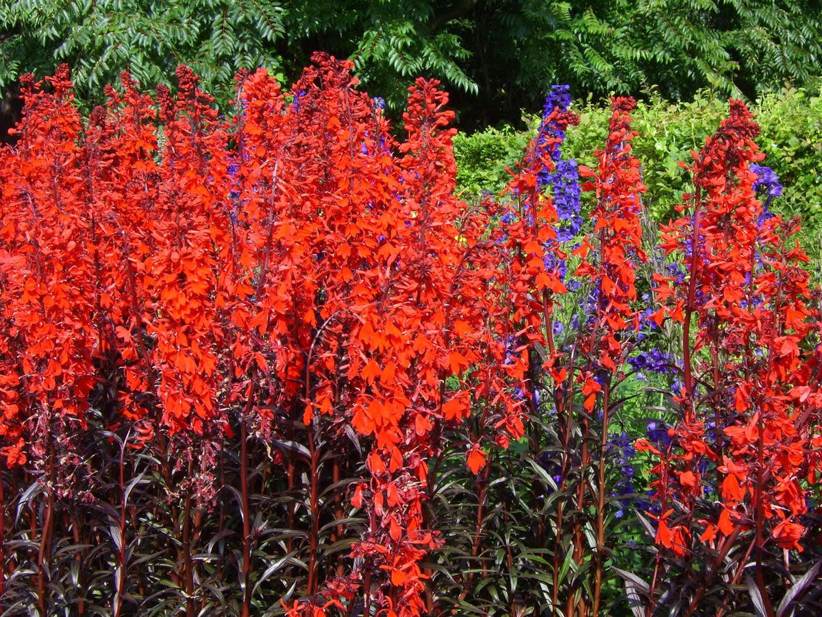 Lincolnshire Pond Plants Bee Pack - BFPL01