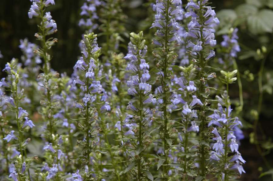 Lobelia siphilitica