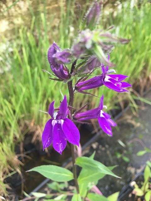 Lobelia vedrariensis