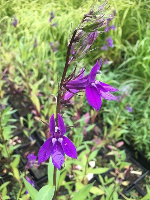Lobelia vedrariensis
