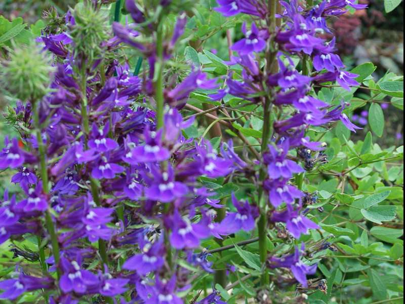 Lobelia vedrariensis
