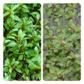 Ludwigia palustris - Marginal Pond Plants  - Pond Plants - Water Plants