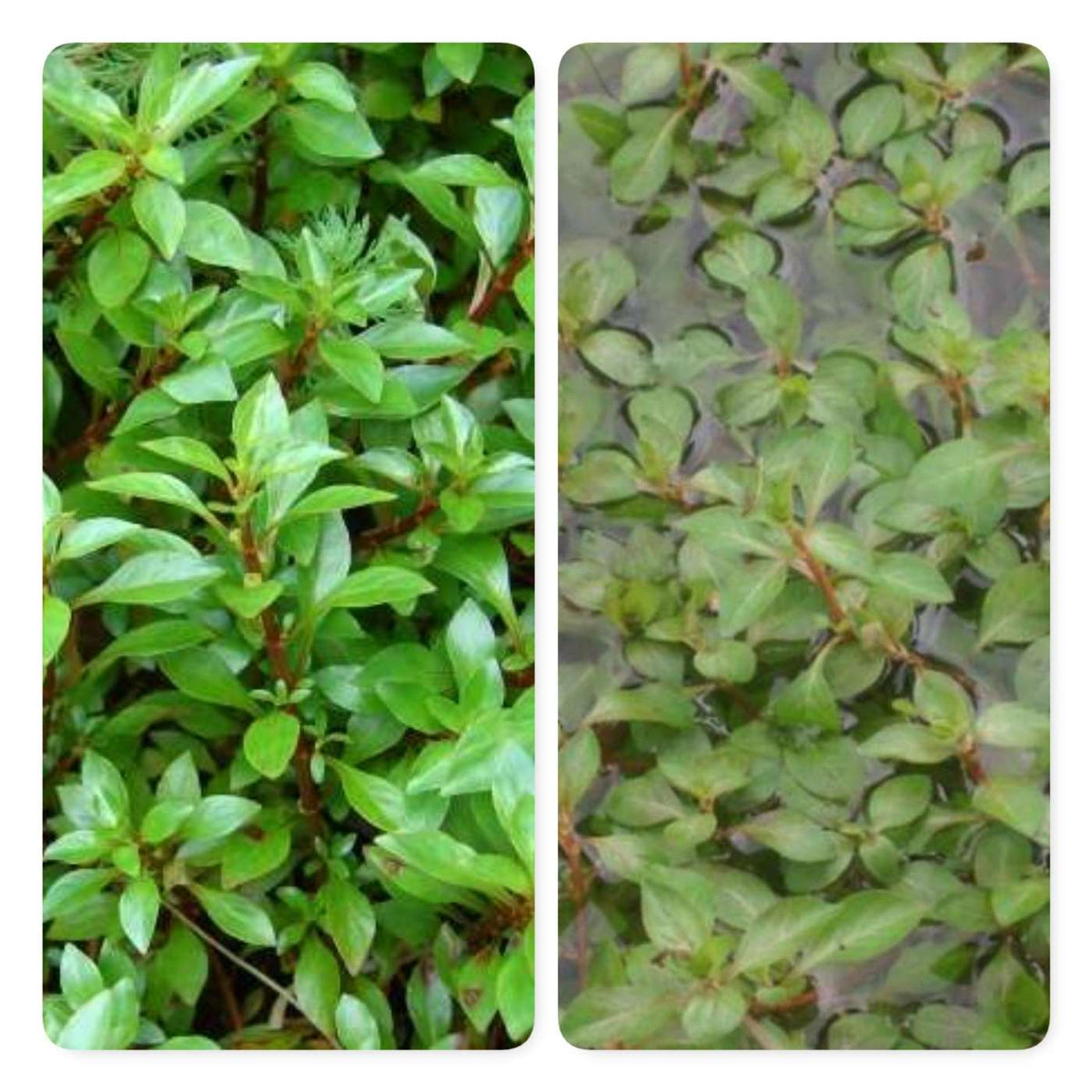 Ludwigia palustris - Marginal Pond Plants  - Pond Plants - Water Plants