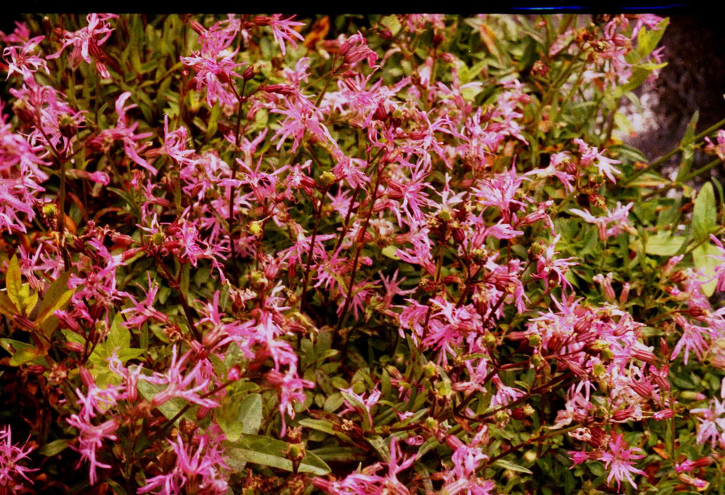 Lychnis flos-cuculi 'Nana'