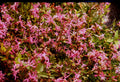 Lychnis flos-cuculi 'Nana'