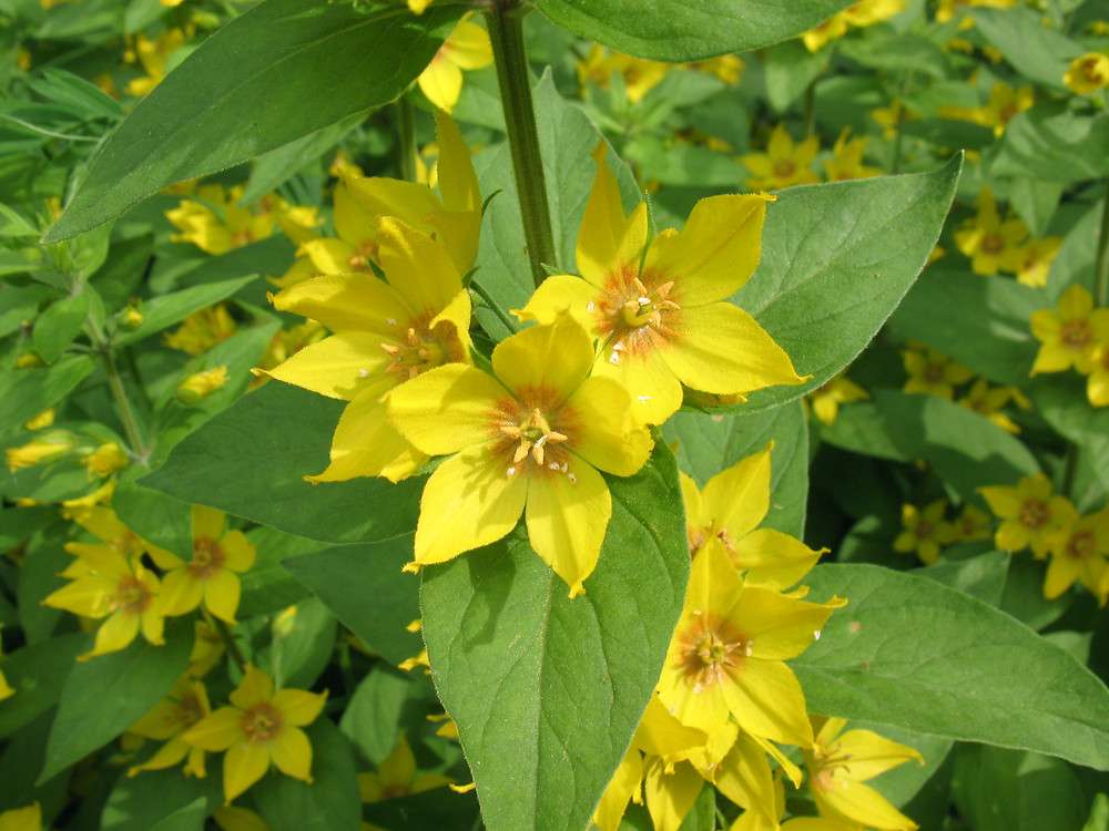 Lysimachia punctata