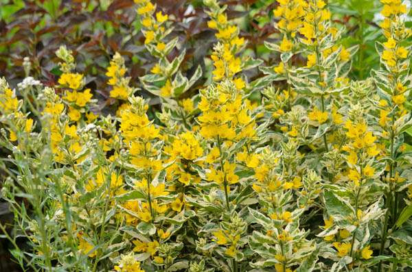 Lysimachia punctata 'Alexander'