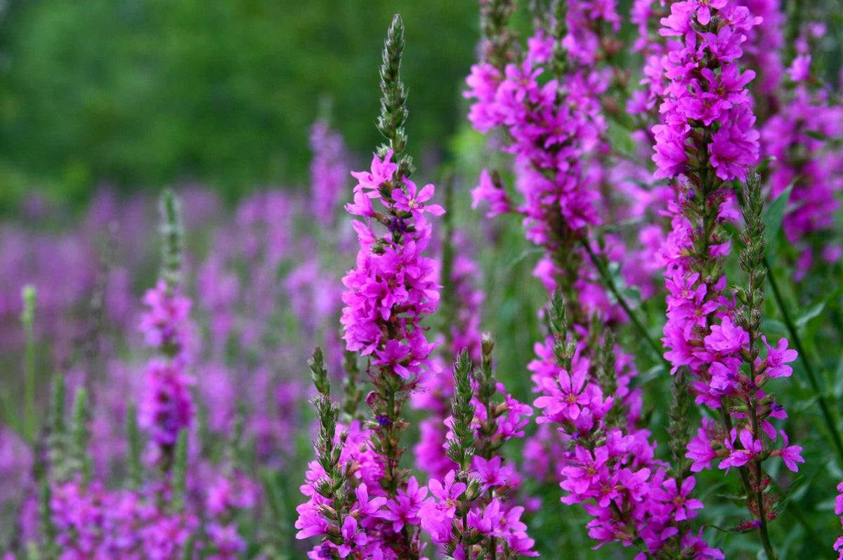 Lincolnshire Pond Plants Bee Pack - BFPL01