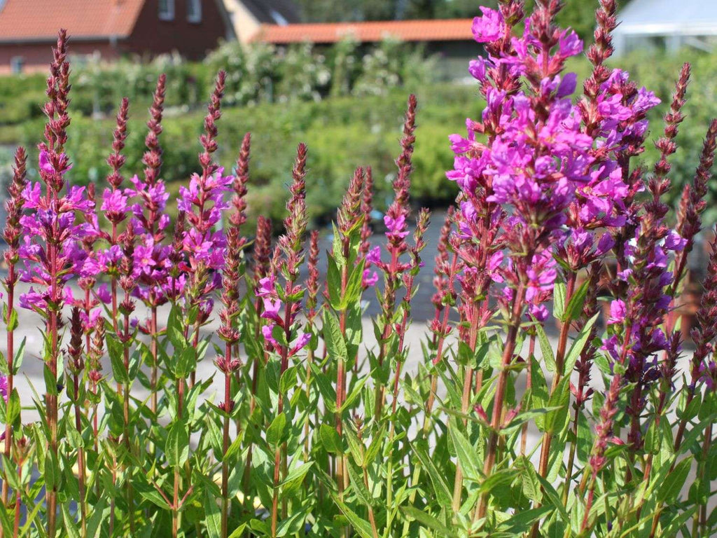 Lythrum salicaria 'Robert'
