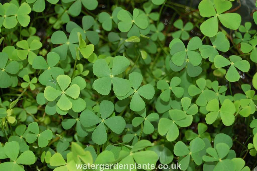 Marsilea quadrifolia