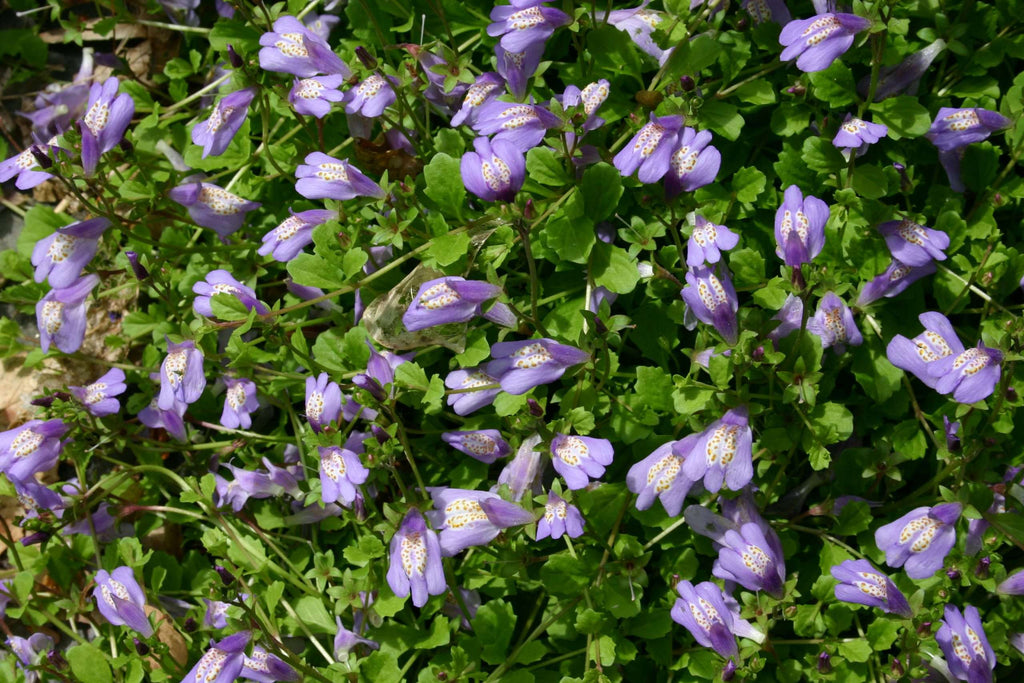 Mazus reptans