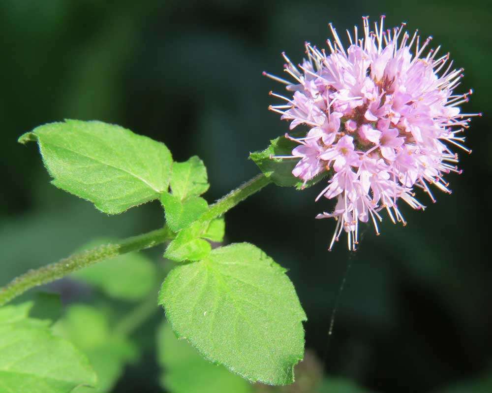 Mentha aquatica